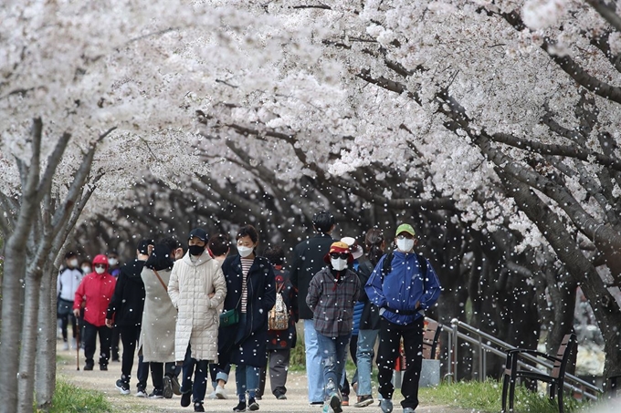 29일 오후 휴일을 맞아 시민들이 봄바람에 벚꽃잎 휘날리는 대구 동구 금호강 둔치를 산책하고 있다. 코로나19 확산을 예방하기 위한 정부의 사회적 거리두기 권고에도 불구하고 휴일 금호강변이 상춘객으로 붐비고 있다. 대구=뉴스1