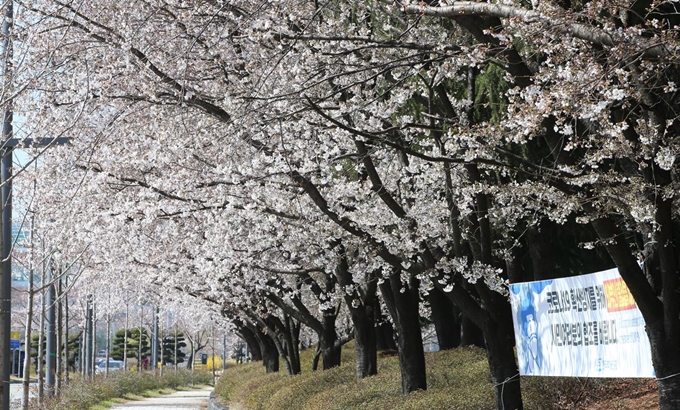 29일 오전 대전 유성구 한국과학기술원(KAIST) 주변 벚꽃길이 신종 코로나바이러스 감염증(코로나19) 확산으로 한산한 모습을 보이고 있다. 뉴스1