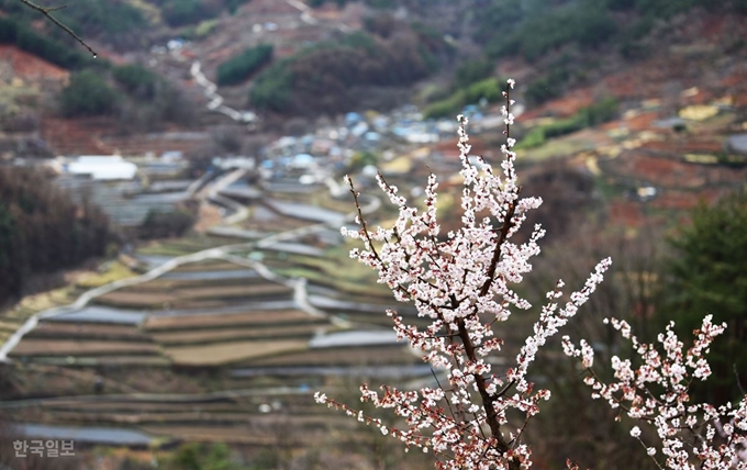 금대암 가는 길 산중턱에 살구꽃이 곱게 피었다. 맞은편에 도마마을 다랑이논이 보인다.