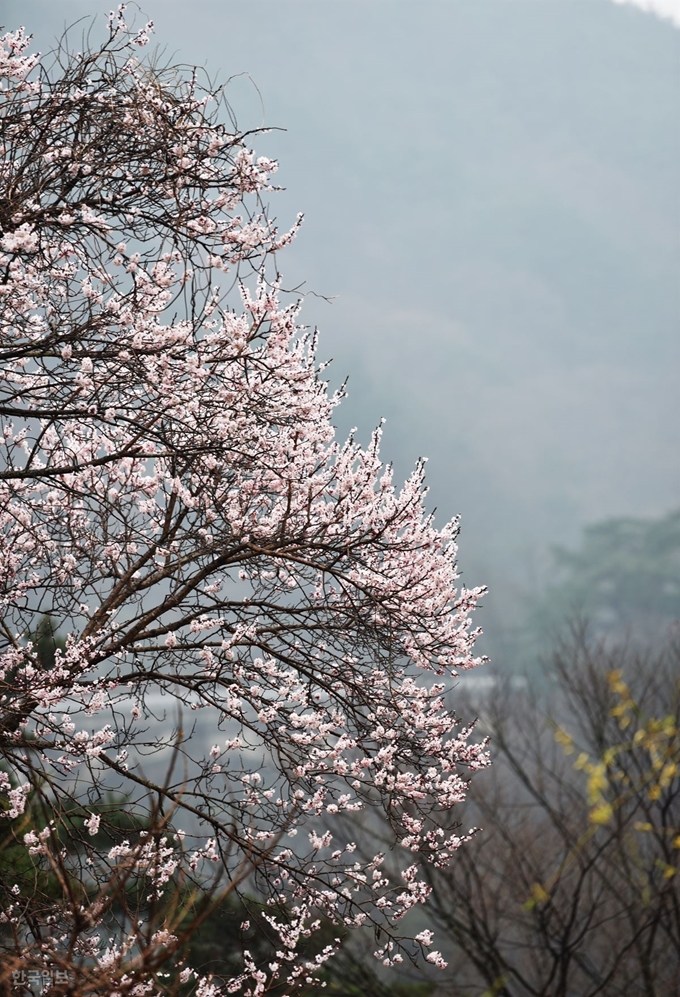 용유담 인근 산자락에 산벚나무가 한 그루가 화사하게 꽃을 피웠다.