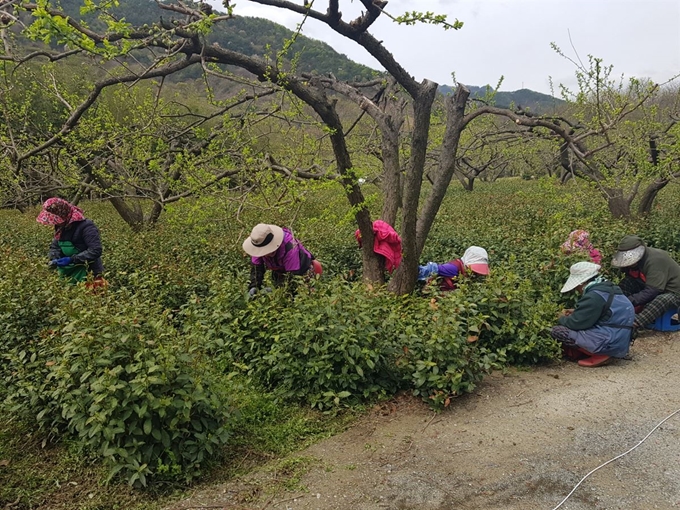 경남 하동군 화개면 야생차 밭에서 농민들이 지난달 30일 올해 첫 야생차를 수확하고 있다. 하동군 제공