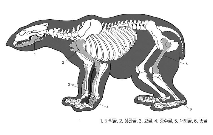 경주 월성 해자에서 출토된 곰 뼈의 부위. 국립경주문화재연구소 제공