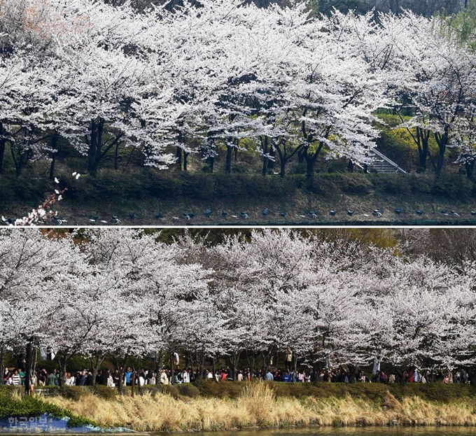 2일 벚꽃이 활짝 핀 서울 송파구 석촌호수 변 산책로가 텅 비어 있다(위). 지난해 4월 7일 인파가 몰린 동일한 장소 풍경(아래)과 대조적이다. 홍인기 기자