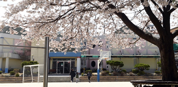 신종 코로나바이러스 감염증(코로나19) 확산으로 인해 학교 휴업이 장기화 된 지난달 31일 경남 거창군 거창읍의 한 초등학교 운동장에 봄을 알리는 벚꽃이 만개한 운동장을 아이들이 걸어가고 있다. 거창군 제공