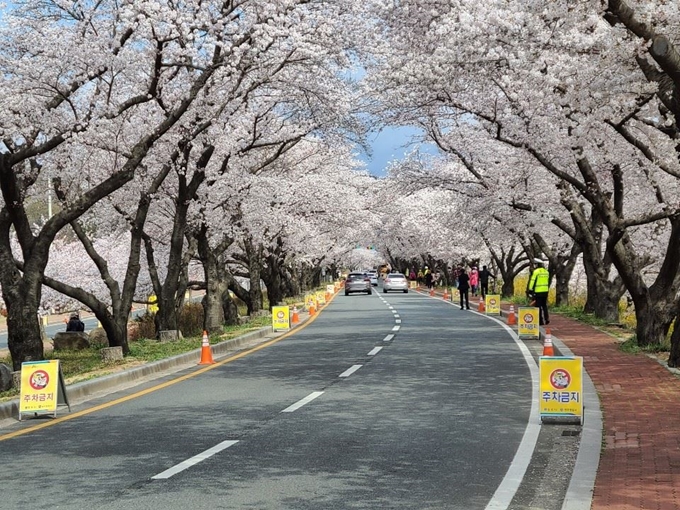 경북 경주 김유신 장군묘 일대에서 관람객 차량들이 교통경찰의 지도에 따라 드라이브스루로 벚꽃 관광을 즐기고 있다. 경주경찰서 제공