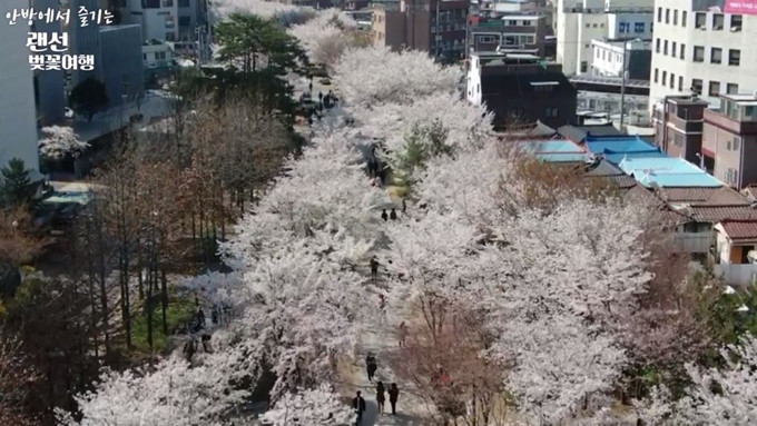 마포구가 3일 유튜브에서 생중계한 ‘랜선 벚꽃여행’. 드론으로 다양한 각도에서 벚꽃길의 모습을 촬영했다. 마포구 공식 유튜브 영상화면 캡처