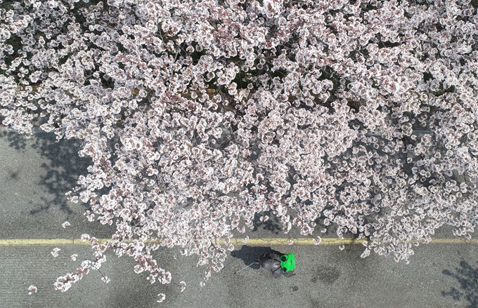 2일 오전 경남 함양군 병곡면 50리 벚꽃길에서 마을 이장이 신종 코로나바이러스 감염증(코로나19) 확산을 막기 위해 활짝 핀 벚꽃길을 방역하고 있다. 연합뉴스