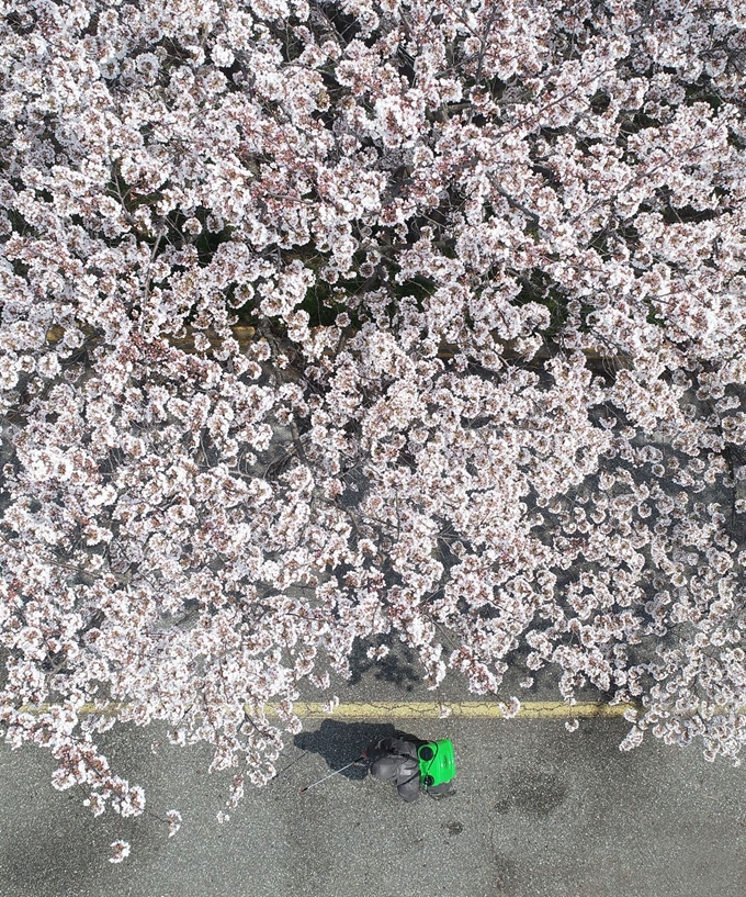 2일 오전 경남 함양군 병곡면 50리 벚꽃길에서 마을 이장이 신종 코로나바이러스 감염증(코로나19) 확산을 막기 위해 활짝 핀 벚꽃길을 방역하고 있다. 연합뉴스