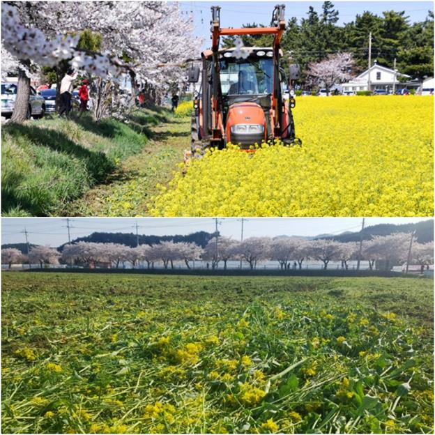 봄 꽃놀이 명소인 삼척 맹방 유채밭의 비포, 애프터. 통제에도 불구하고 사람들이 자꾸 출입하자 삼척시가 3일 트랙터로 다 갈아엎었다. (삼척시 제공)