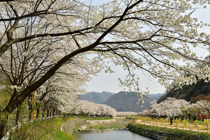 천년고찰인 전남 장성 백양사 진입로의 벚꽃이 8일 활짝 피었다. 뉴스1