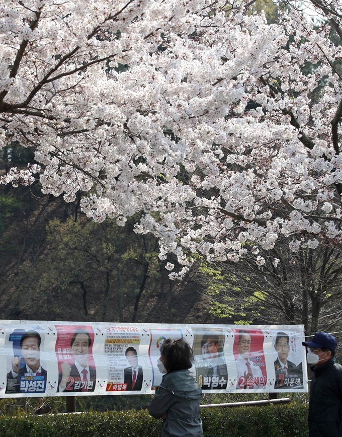 제21대 국회의원 선거운동이 시작된 2일 오후 주민들이 울산 남구 선암호수공원 벚꽃길에 내걸린 선거벽보를 살펴보고 있다. 울산=뉴스1