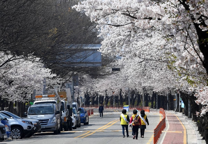 지난 5일 서울 여의도 윤중로에 벚꽃이 활짝 피었지만 사회적 거리두기를 위해 전면 통제되며 텅 빈 도로 위로는 자원봉사자들만 오가고 있다. 서재훈 기자