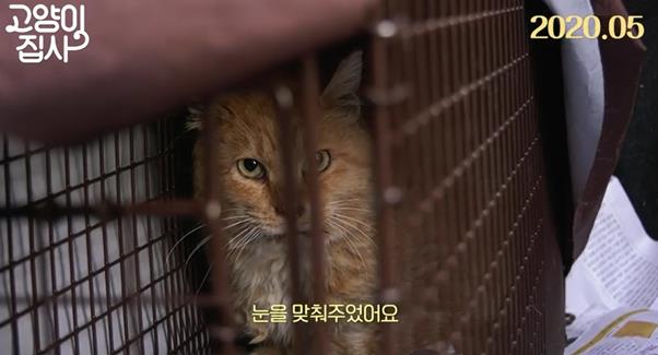 임수정이 ‘고양이 집사’ 내레이션을 맡았다. ‘고양이 집사’ 예고편 캡처