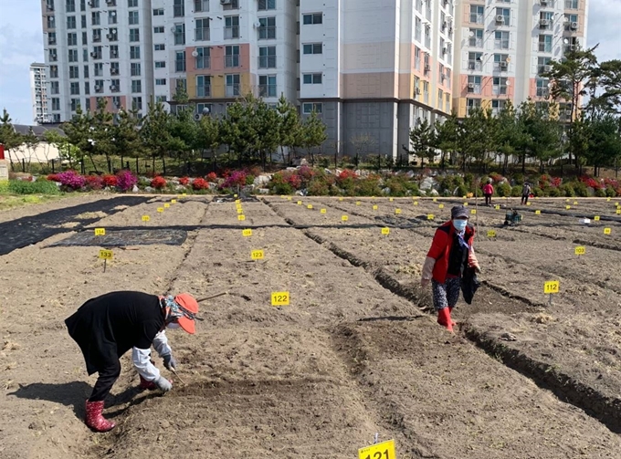 전남 장성군은 장성읍 도심에 농업 텃밭체험농장을 마련하고 13일 개장했다. 장성군 제공