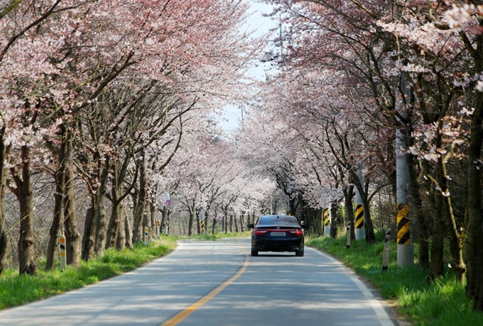 지난 11일 충남 태안군 남면 달산리 도로변 벚나무가 꽃을 활짝 피워 아름다운 풍경을 연출하고 있다. 연합뉴스