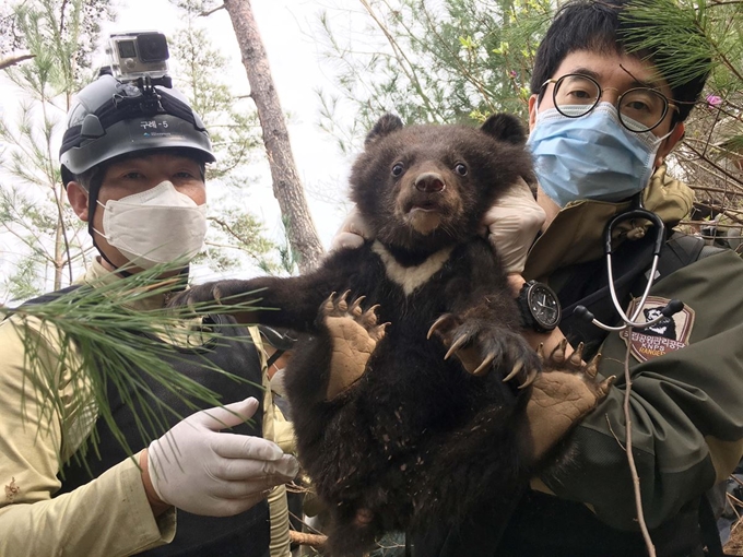 환경부 산하 국립공원공단이 지난달 말 지리산 일대 현장 조사에서 올해 14세인 반달가슴곰(관리번호 KF-27)이 새끼 암컷 2마리를 출산했음을 확인했다고 28일 밝혔다. 사진은 새로 태어난 개체로 확인된 새끼 반달가슴곰. 국립공원공단 제공