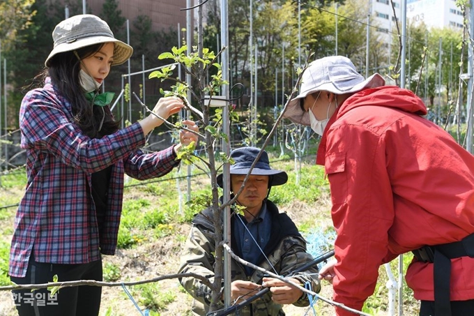 [저작권 한국일보]경기 여주시 은림 사과 농원에서 푸마시 테스트에 참여한 인턴기자들이 적화작업과 유인 작업을 체험하고 있다. 정준희 인턴기자