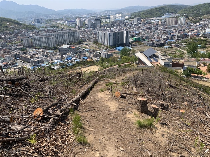 경북 구미시 인동동행정복지센터 청사 뒷산 일대 나무가 베어진채 널브러져 있다.