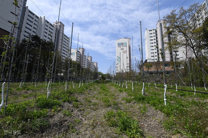 [저작권 한국일보] 경기 여주시의 은림 사과 농원은 일반적인 농장과 다르게 쉽게 볼 수 있는 아파트 단지 사이에 위치해 있다. 정준희 인턴기자