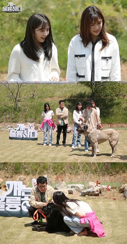 ‘개훌륭’ 초대형견들이 등장한다.KBS 제공