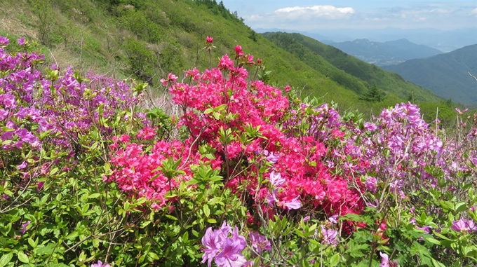 전북 남원 운봉읍 지리산 국립공원 내 바래봉 근처 자생종인 산철쭉과 외래종인 다홍색의 영산홍(가운데)이 뒤섞여 피어 있다. 지리산사람들 제공