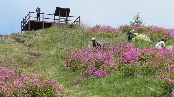 20일 전북 남원 지리산국립공원 내 팔랑치 부근에서 지방자치단체 관계자, 전문가, 주민들로 구성된 바래봉 훼손지복원 상생협력 조사단이 철쭉을 살펴보고 있다. 지리산사람들 제공