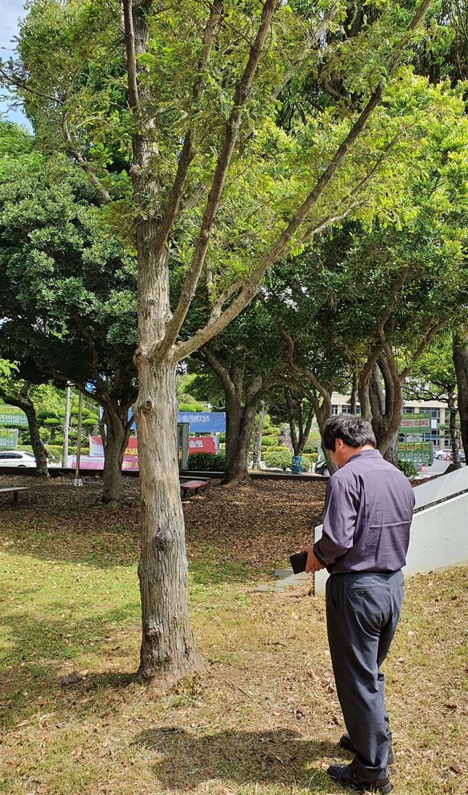 [저작권 한국일보]22일 오전 제주도 관계자가 전두환 기념식수 표지석이 철거된 비자나무 주위를 둘러보고 있다. 김영헌 기자.