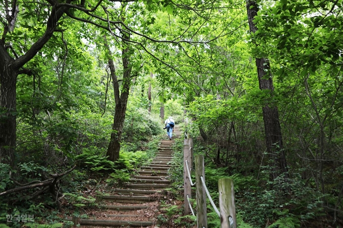 함라마을 뒤편 함라산 오르는 등산로. 익산산림문화체험관에서 이렇게 가파른 길이 300m가량 이어진다.