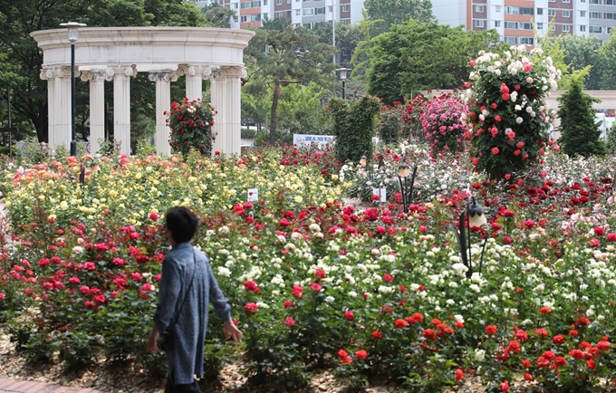 26일 서울 송파구 올림픽공원 국산 장미테마원에서 산책을 나온 시민들이 다양한 품종의 장미를 감상하고 있다. 연합뉴스