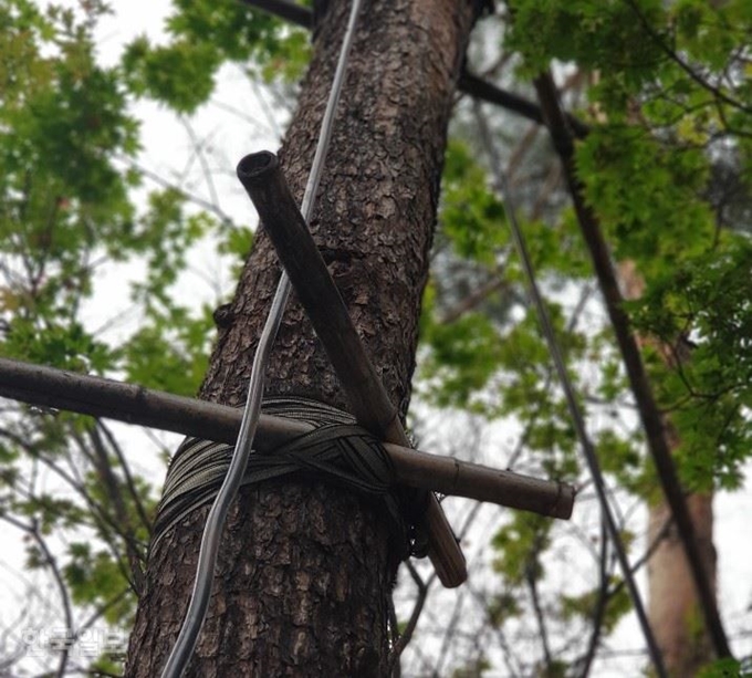 [저작권 한국일보]25일 경기 의정부시 행복로에 식재된 소나무가 지주목에 연결된 고정식 고무 끈 등에 단단히 묶여 있다.