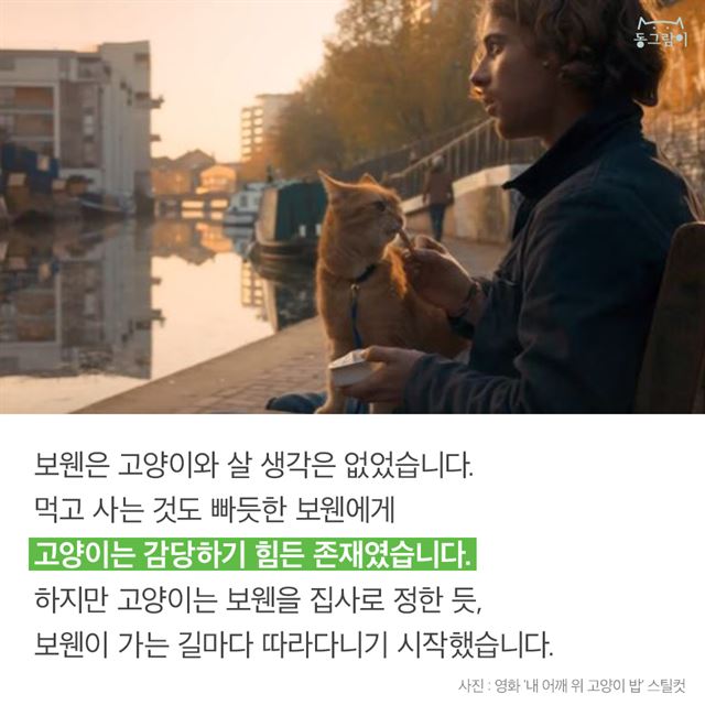 카드뉴스] 내 어깨 위 고양이 '밥'