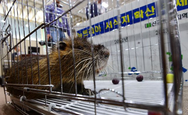 괴물 쥐' 뉴트리아서 곰보다 많은 웅담 성분 검출