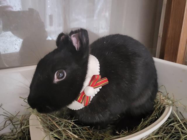 검은 캘리포니아 토끼