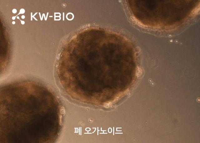 폐 오가노이드 생산 신기술로 신약개발 기여 - 뉴스 썸네일 이미지