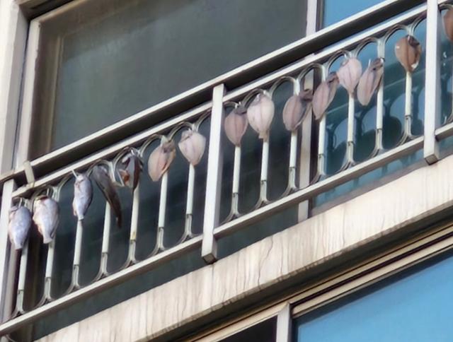 "이게 웬 썩은 냄새?"... 알고 보니 윗집 베란다에 생선이 주렁주렁 - 뉴스 썸네일 이미지