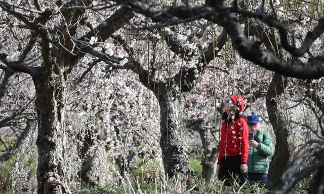 "제주 관광, 봄바람 분다"... 관광객 증가세 뚜렷 - 뉴스 썸네일 이미지