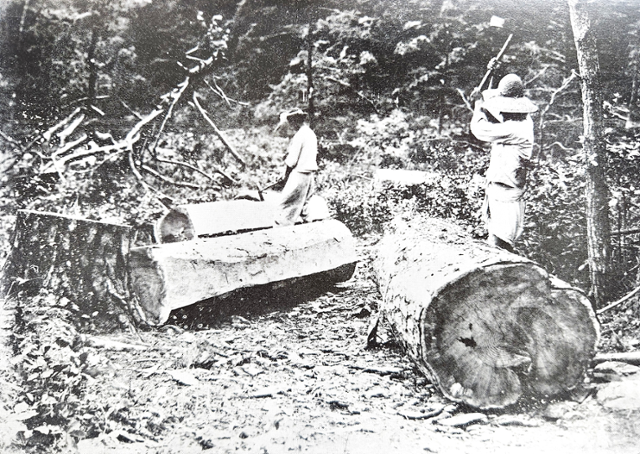 왕실 보호 '금강송' 매년 10만 그루 뎅강... 일제, 원시림까지 수탈 - 뉴스 썸네일 이미지