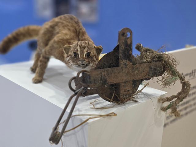 "동물에게 철장 밖 더 넓은 세상을..." 국회서 펼쳐진 '한국 동물복지 현... - 뉴스 썸네일 이미지