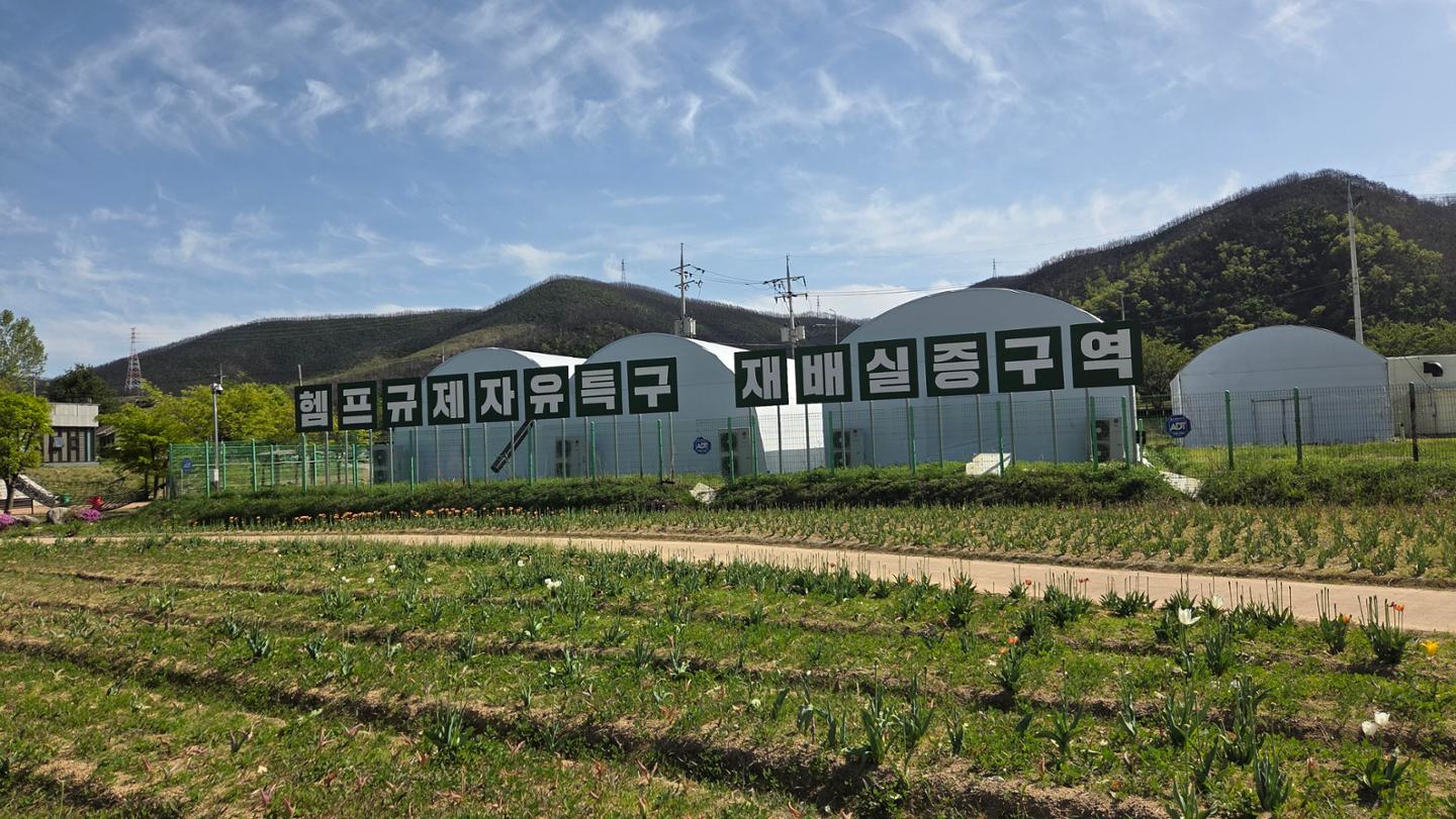 의료용 대마, 녹내장·통증완화·수면치료에도 활용될 듯 - 뉴스 썸네일 이미지