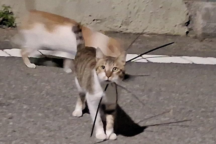 케이블타이로 목 졸린 고양이들… 여수서 터진 끔찍한 동물학대
