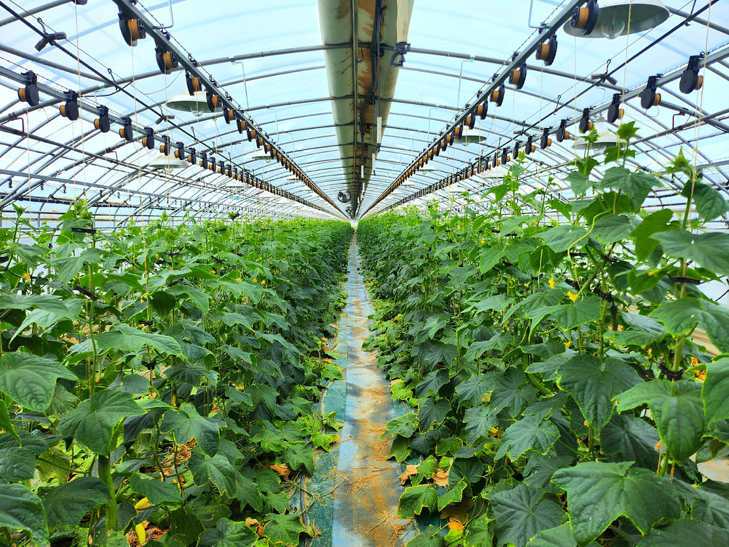 과채류 줄기 이동내림 자동화 '생산성 쑥' - 뉴스 썸네일 이미지