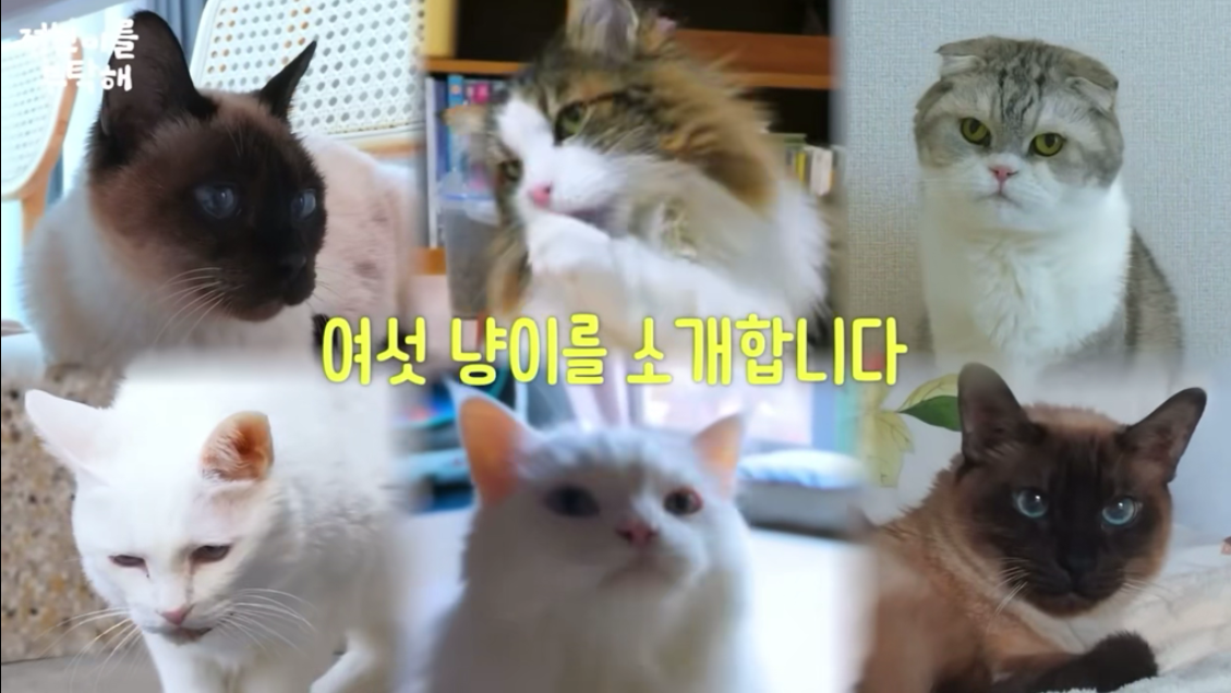 드라마 속 활약! 김정난, 6마리 노묘를 돌보는 감동적인 집사 일기 공개 [연예개]