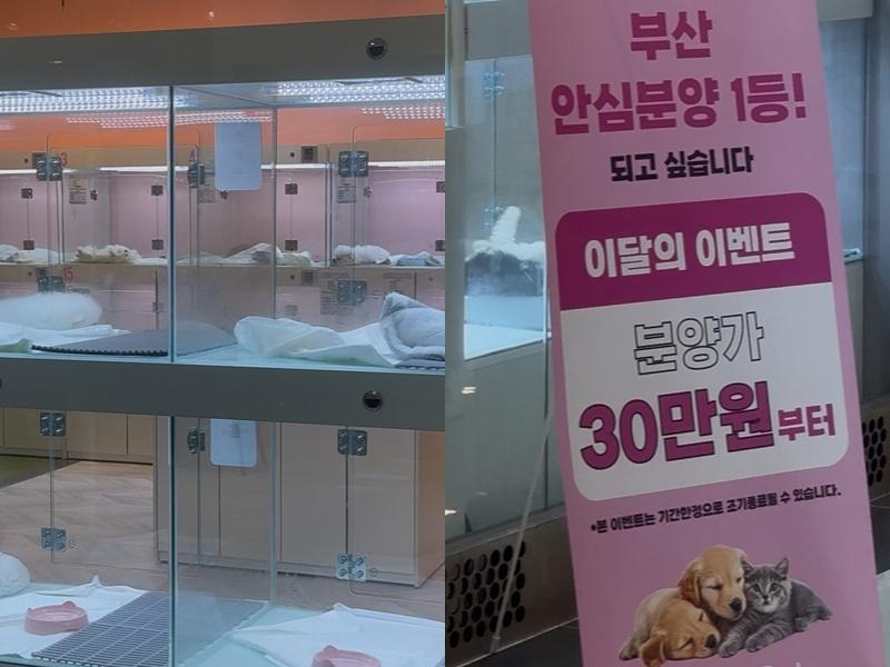 세금 4000만원으로 동물학대 '펫숍' 홍보? 부산시의 이상한 지원 - 뉴스 썸네일 이미지
