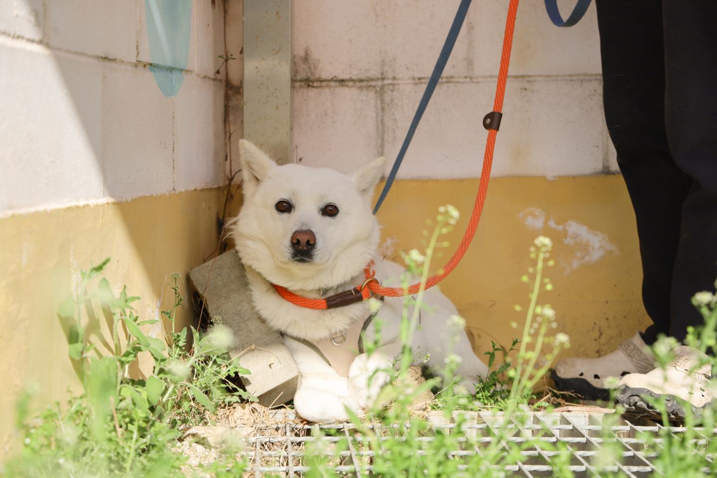 쓰다듬으려는 손길에도 얼음... '동물농장 뻔순이'는 언제쯤 마음 열까 - 뉴스 썸네일 이미지