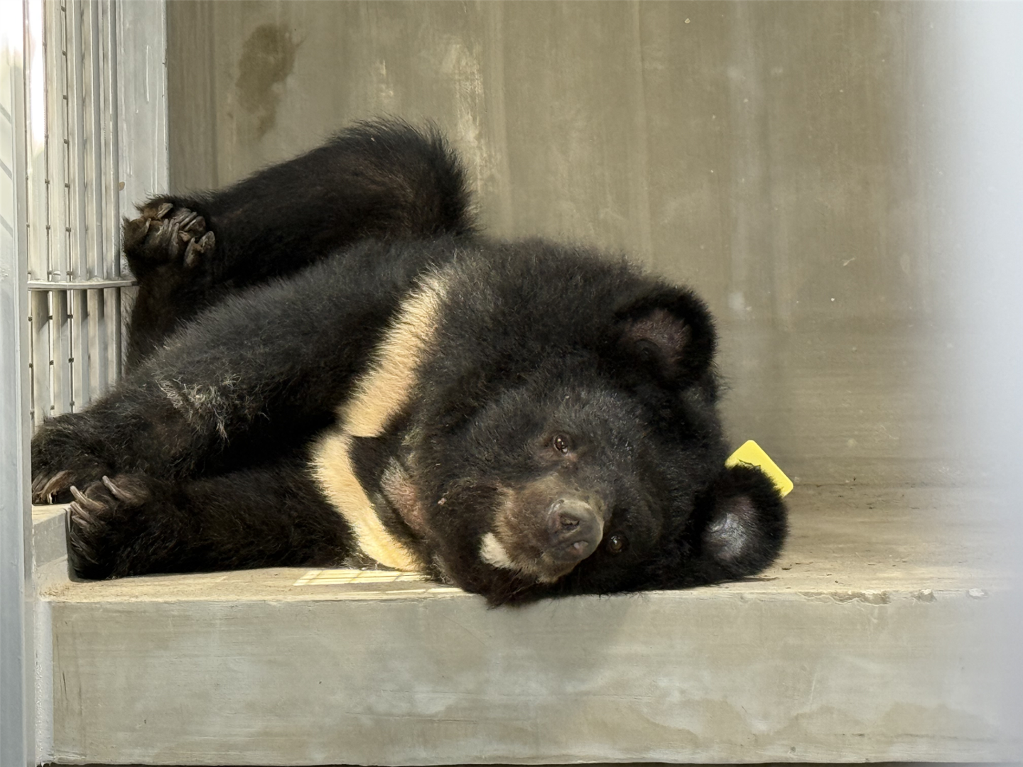 '2025 동물복지대상'에 사육곰 보호하는 국립공원야생생물보전원 - 뉴스 썸네일 이미지