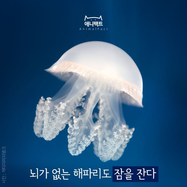 애니팩트] 뇌가 없는 해파리도 잠을 잔다