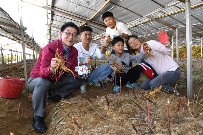 장욱현(왼쪽 첫번째) 영주시장 지난해 열린 풍기인삼축제 인삼캐기체험장에서 가족단위 체험관광객과 직접 캔 인삼을 들어 보이고 있다. 영주시 제공