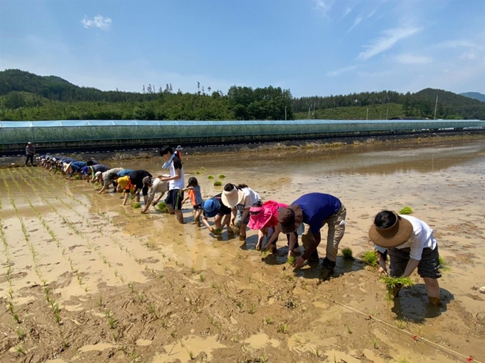 상주시농민회원들이 5월30일 모동면 반계리에서 ‘2020년 통일쌀 보내기 손모내기’에 참가, 손으로 모심기를 하고 있다. 상주시 제공