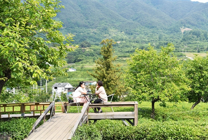 매암차문화박물관은 차를 마실 수 있는 테이블을 대부분 차밭 가까이 배치했다.