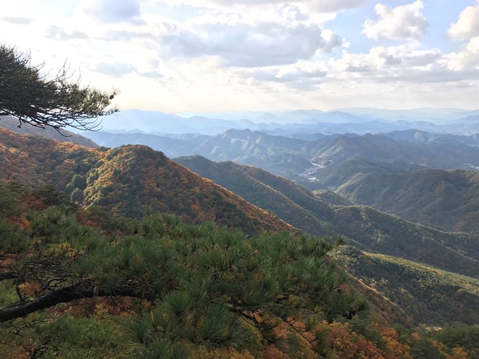 산림청이 10일 국유림 명품숲으로 선정한 강원 영월 태화산숲 모습. 산림청 제공